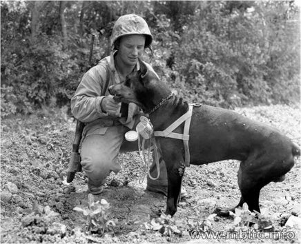 1/35 Master Box - Dogs in Marine Corps Service 35155 - MPM Hobbies