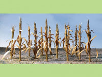 HO Scale JTT - Dried Corn Stalks 1" 30/pk - 95588