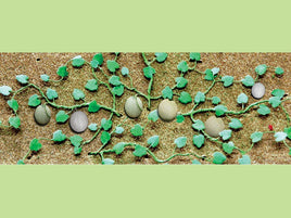 HO Scale JTT - Cantaloupe Patch 1-3/4" 6/pk - 95573
