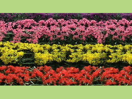HO Scale JTT - Blossom Hedges 5" - 95509