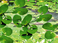 HO Scale JTT - Lily Pads 3/4" - 95537