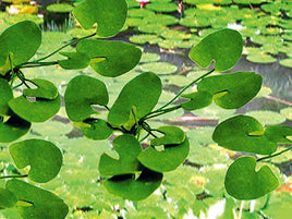 HO Scale JTT - Lily Pads 3/4" - 95537