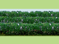 HO Scale JTT - Green Hedges - 95515