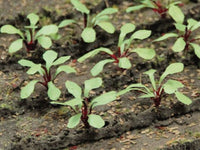 HO Scale JTT - Rhubarb Plants 1/4" 28/pk - 95592