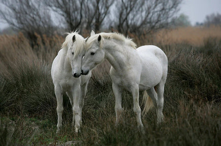 Two white horses standing close to each other in a grassy field with a cloudy sky.