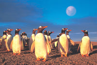 Tomax Puzzles Penguin's World 1000pc 100-130