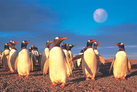 Tomax Puzzles Penguin's World 1000pc 100-130