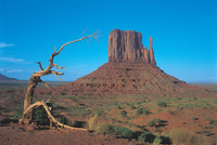 Desert landscape with a large rock formation and a dead tree.