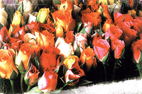 Tomax Puzzles Roses 1000pc 100-025