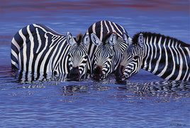 Tomax Puzzles Zebras in the Water 1000pc 100-123