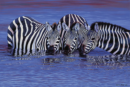 Tomax Puzzles Zebras in the Water 1000pc 100-123