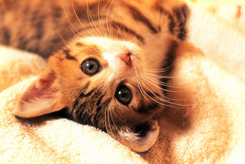 Tomax Puzzles Kitten 1000pc 100-149