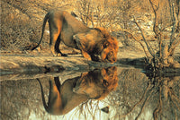 Tomax Puzzles Male Lion 1000pc 100-148