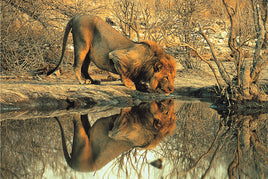 Tomax Puzzles Male Lion 1000pc 100-148