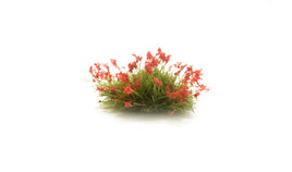Woodland Red Flowers 6629