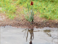 Plant reflected in water with grass in the background