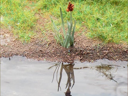 Plant reflected in water with grass in the background