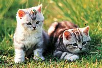 Tomax Puzzles 1000pc Loveable Kittens