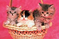 Tomax Puzzles 1000pc Kittens