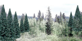 Woodland 4"-6" Value Pack Blue Spruce Tree 1588 - MPM Hobbies