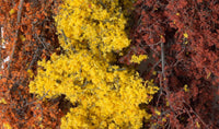 Woodland Fine-Leaf Foliage Fall Mix 1135 - MPM Hobbies