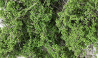Woodland Fine-Leaf Foliage Medium Green 1131 - MPM Hobbies