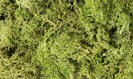 Woodland Lichen - Light Green 162 - MPM Hobbies