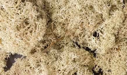 Woodland Lichen - Natural 166 - MPM Hobbies